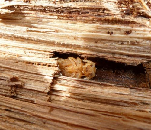Plagionotus arcuatus