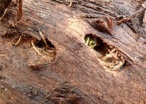 Saperda scalaris