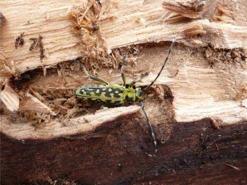 Réf. 84 361 : Saperda scalaris