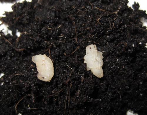 Otiorhynchus sp.