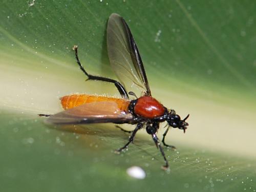 Réf. 84 712 : Bibio hortulanus