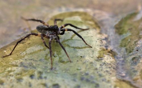 Pardosa sp.