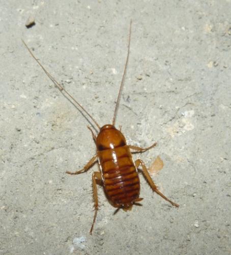 Periplaneta americana