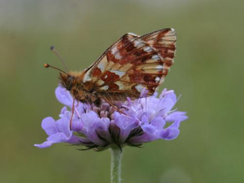 Réf. 84 142 : Boloria pales