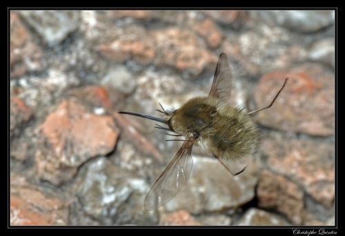Bombylius sp.