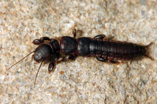 Réf. 84 404 : Embia ramburi