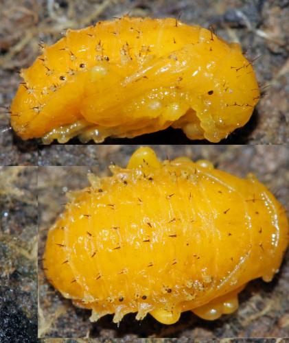 Réf. 84 882 : Galeruca sp.
