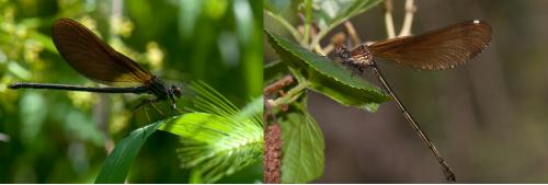 Calopteryx haemorrhoidalis