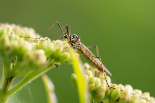 Nephrotoma sp.