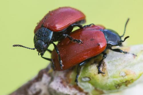 Chrysomela populi