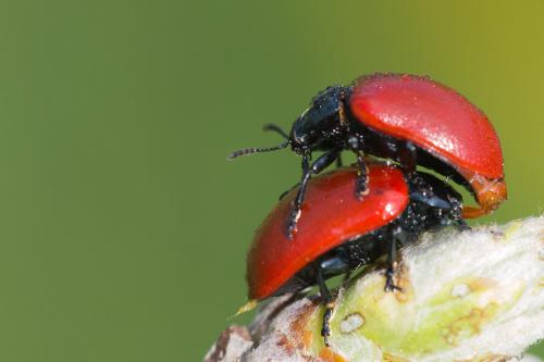 Chrysomela populi