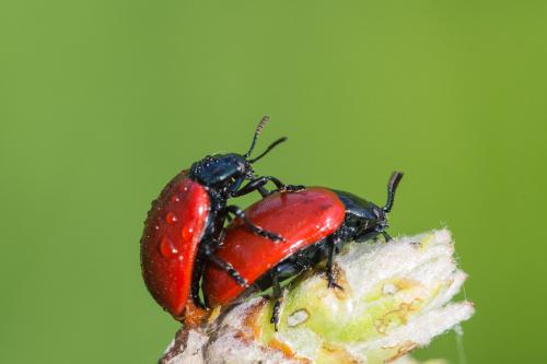 Réf. 84 623 : Chrysomela populi