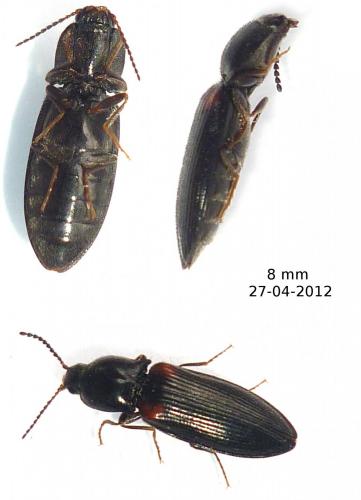 Calambus bipustulatus