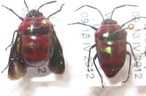 Réf. 84 981 : Chrysocoris sp.
