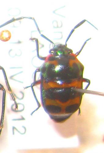 Réf. 84 912 : Chrysocoris sp.