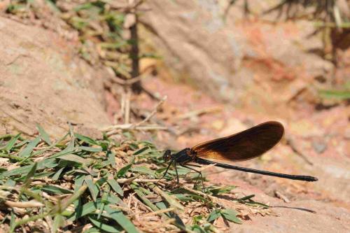 Calopteryx haemorrhoidalis
