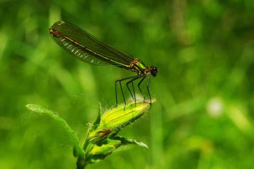 Calopteryx sp.