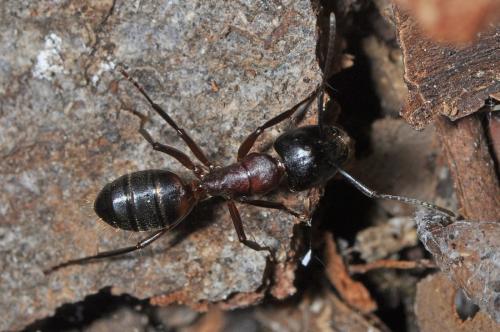 Réf. 84 658 : Camponotus sp.