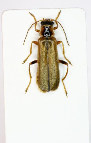 Réf. 84 874 : Cantharis figurata