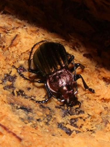 Carabus cancellatus