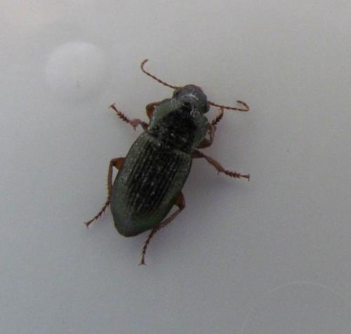 Harpalus affinis