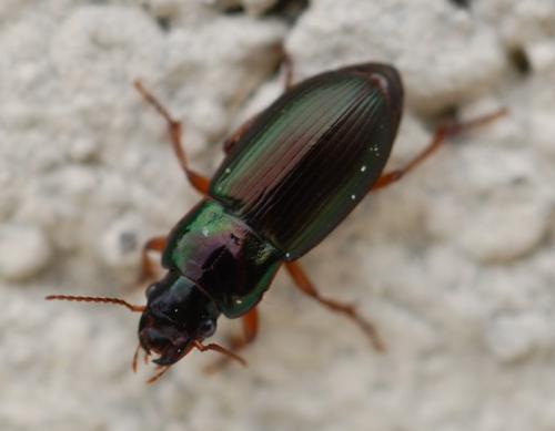 Réf. 84 332 : Harpalus sp.
