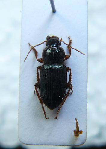 Réf. 84 606 : Ophonus azureus