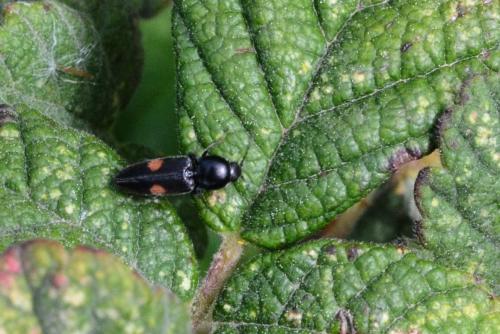 Cardiophorus biguttatus