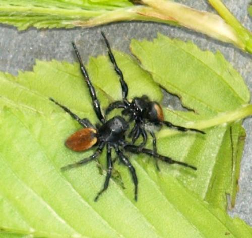 Carrhotus xanthogramma