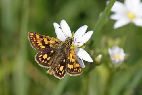 Réf. 84 522 : Carterocephalus palaemon