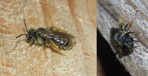 Andrena sp.