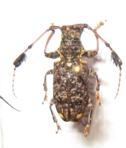 Réf. 84 915 : Imantocera penicillata