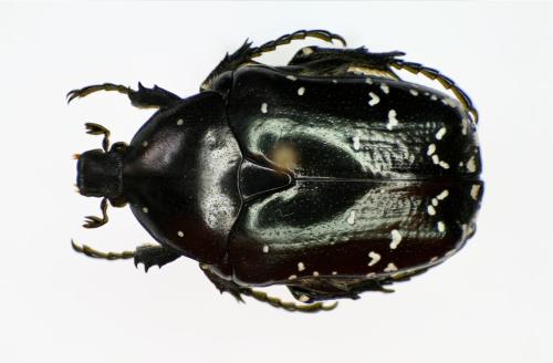 Potosia funebris