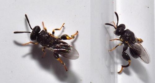 Réf. 84 167 : Brachymeria sp.