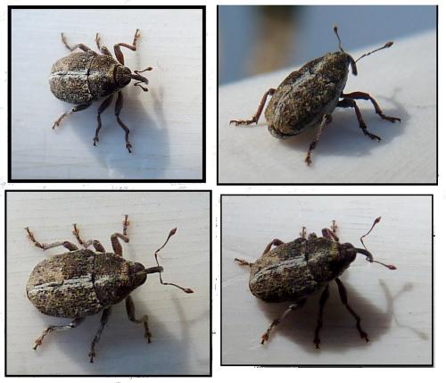 Oprohinus suturalis