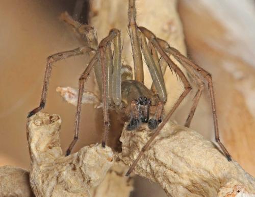 Réf. 84 300 : Cheiracanthium mildei