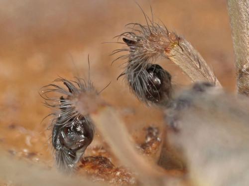 Cheiracanthium mildei