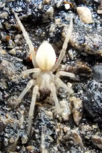 Réf. 84 336 : Cheiracanthium mildei