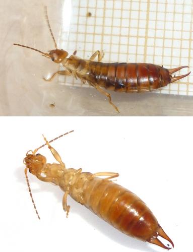 Réf. 84 804 : Chelidurella acanthopygia