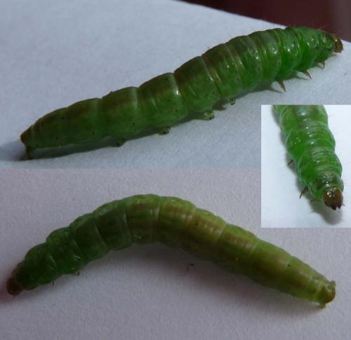 Réf. 84 887 : Mesapamea sp.