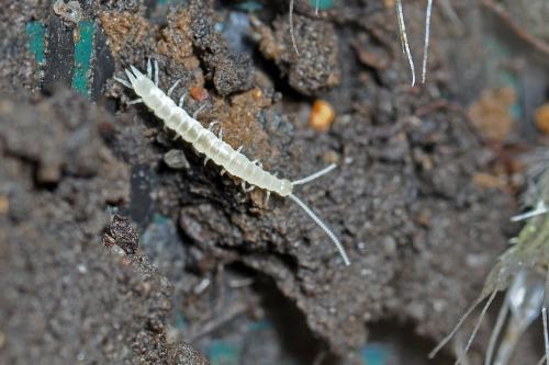 Scutigerella sp.