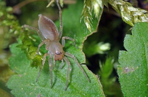 Clubiona sp.