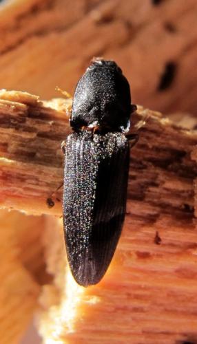 Crepidophorus mutilatus