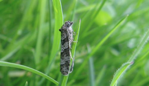 Cnephasia sp.