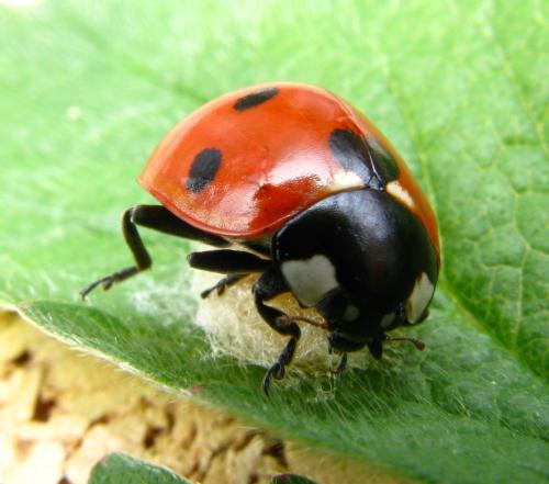 Réf. 84 670 : Coccinella septempunctata