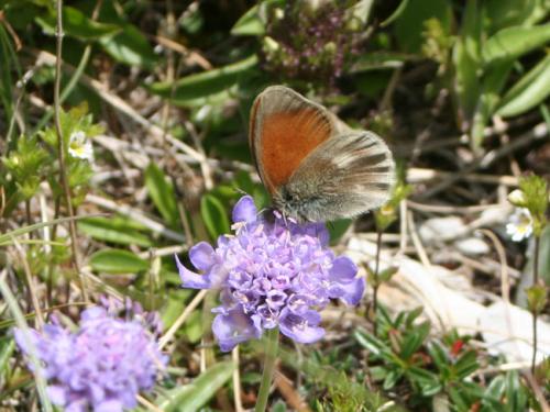 Réf. 84 135 : Coenonympha glycerion