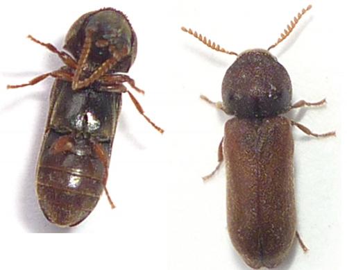 Ptilinus pectinicornis