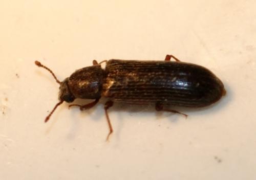 Réf. 84 608 : Lyctus cavicollis