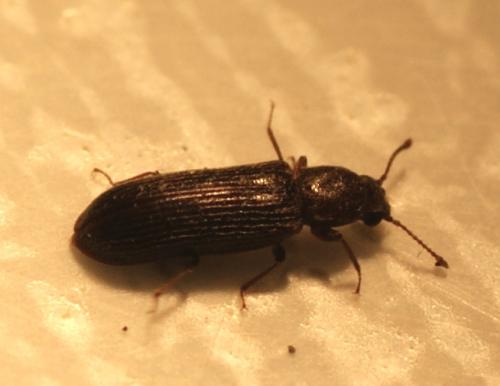 Réf. 84 609 : Lyctus cavicollis