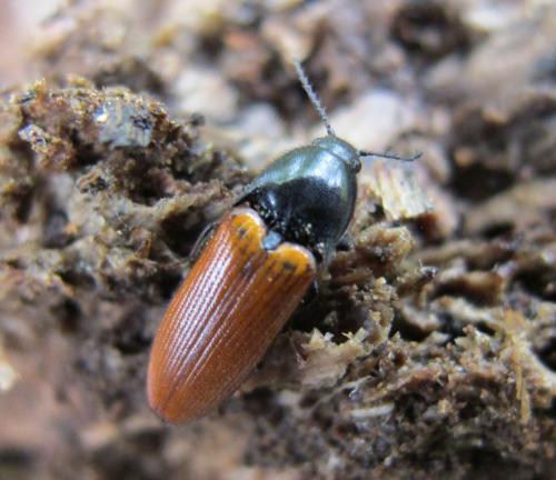 Ampedus nigroflavus